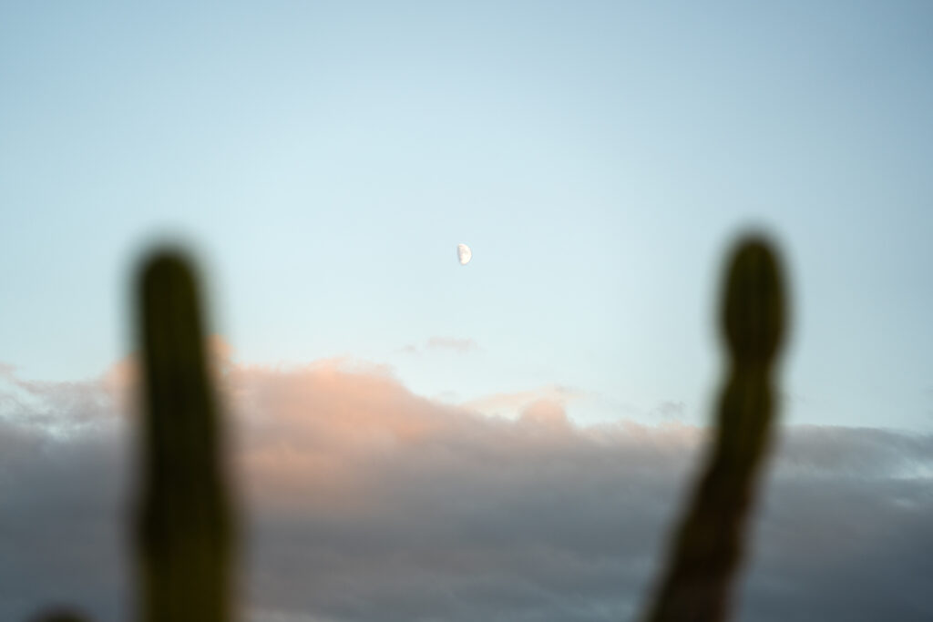 Blick auf den Mond zwischen zwei Kakteen im Abendlicht auf Mallorca