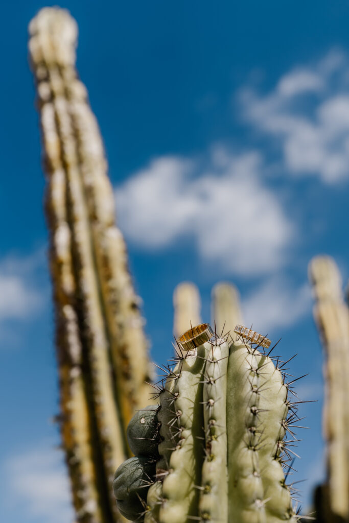 Eheringe auf Kaktus bei Hochzeit auf Mallorca mit blauem Himmel im Hintergrund